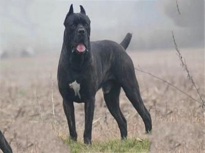 世界十大最凶猛的军犬 中国昆明犬上榜，个个凶猛无比
