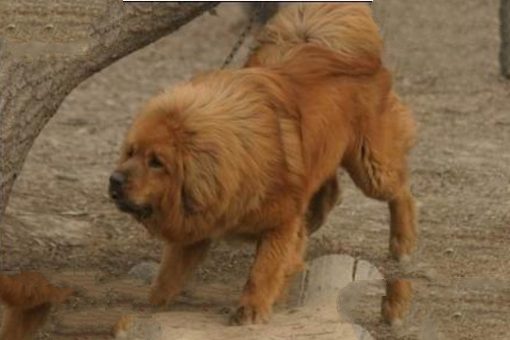 中国藏獒十大獒王排名，中国最有名的藏獒推荐