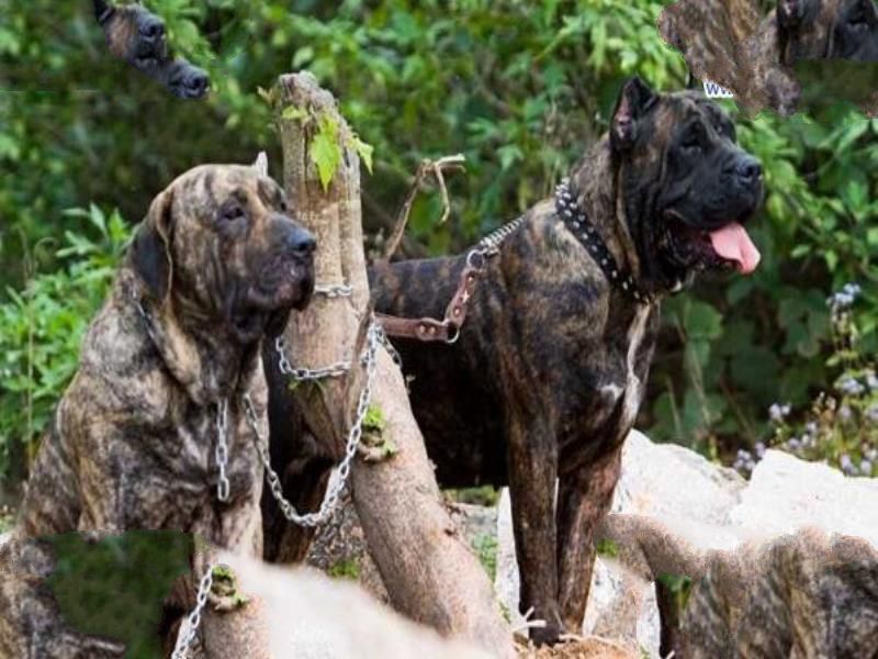 世界上最凶猛的狗排名,比特犬吊打藏獒称霸