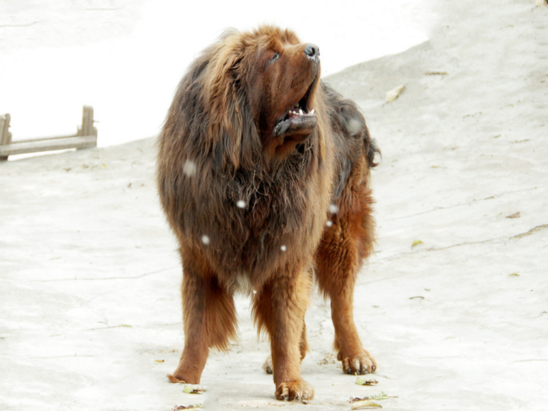 世界十大巨型犬:一只爪子就有足球大却性格温顺