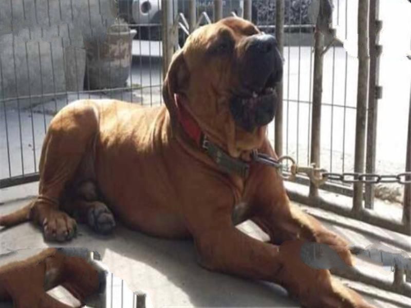 世界十大凶犬最新排名 第七被称为杀人犬，建议最好别养