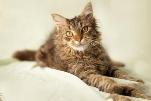 世界十大最名贵猫排行榜 最名贵猫介绍