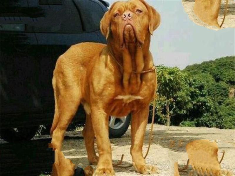世界最凶的狗十大排行榜 加纳利犬每年致死率全球居前列