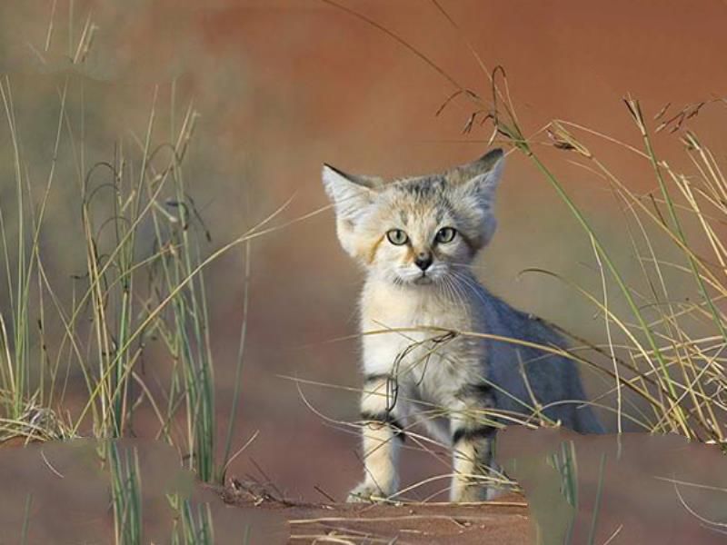 世界十大禁养猫科动物