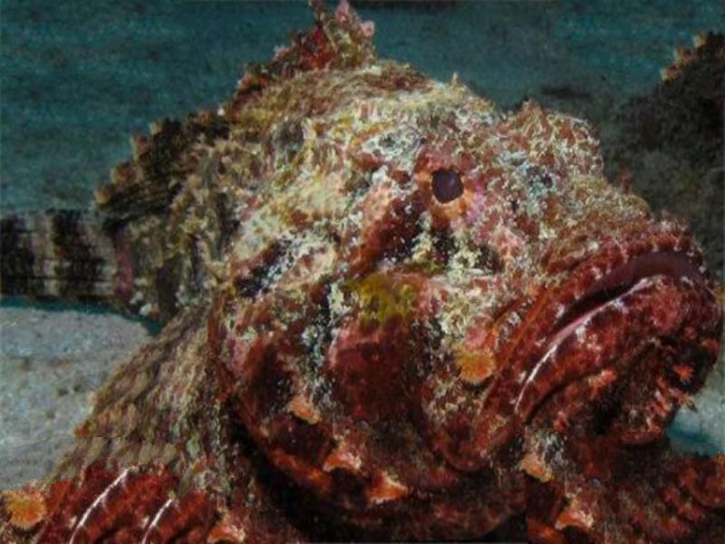 世界毒性最强的十大生物 锥形蜗牛一滴毒液能致死20位成年人