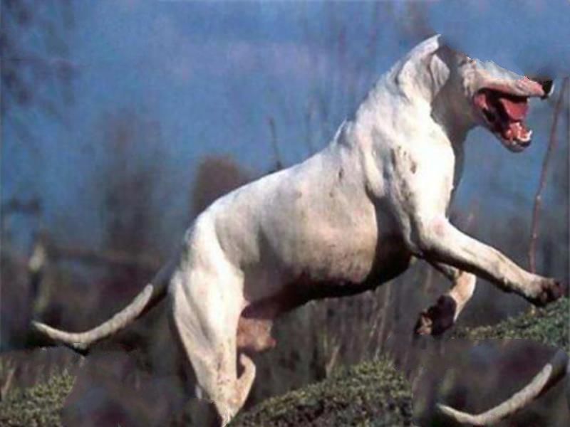 世界十大最凶悍猛犬 西藏獒犬上榜，比特犬异常凶猛