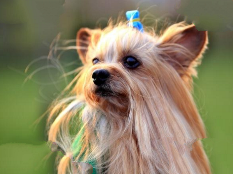 世界十大最忠诚的狗排名 秋田犬排第一，土狗上榜