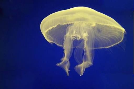 海洋十大毒物排行榜,这些深海最毒生物你都见过吗？