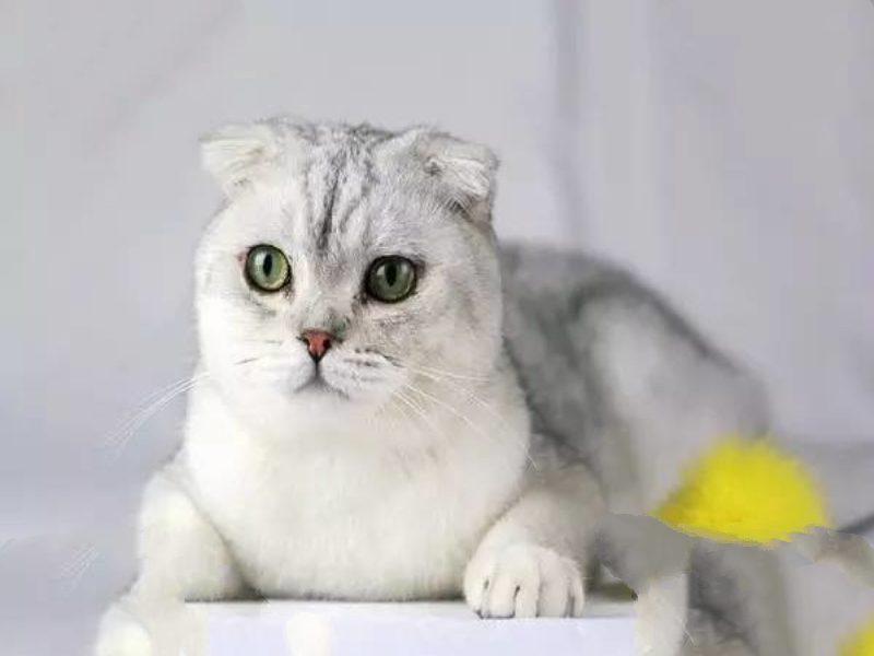 世界最贵的猫排行榜,阿什拉豹猫61万折耳猫英短最便宜