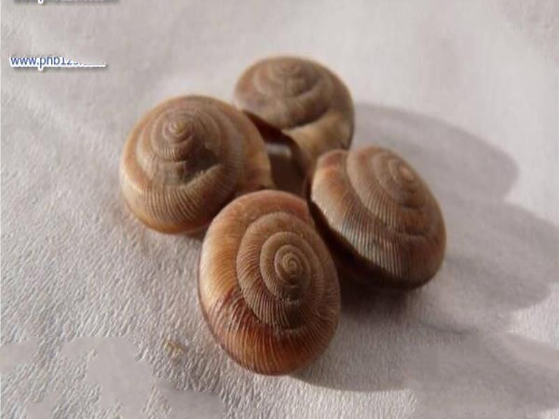 需要冬眠的动物有哪些?15种冬天冬眠的动物盘点