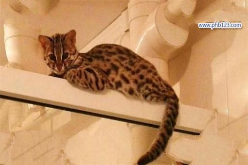 世界上最聪明的猫排行，高智商又粘人的猫主子们
