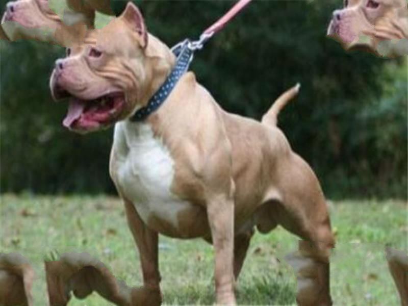 世界十大猛犬排名 杜高犬打得过野猪，你认识哪几种