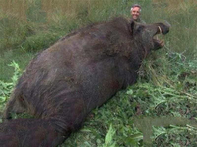 世界十大最凶猛动物 河马一口能咬死鳄鱼，猎人最怕巨型野猪