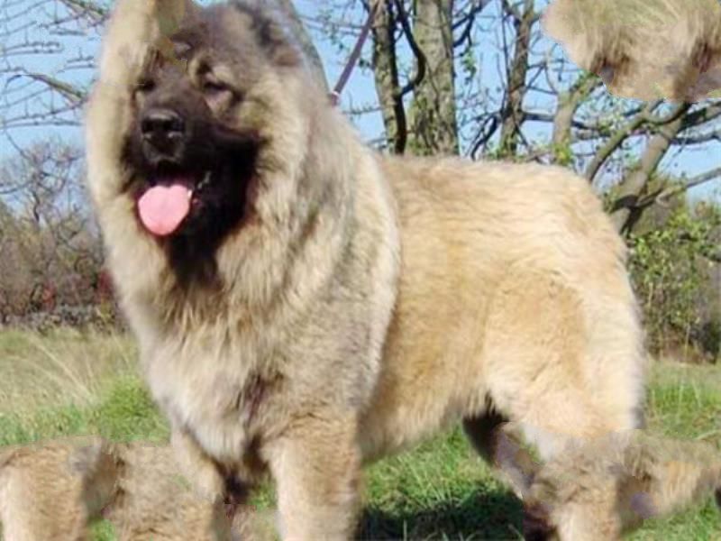 世界十大护卫犬 加纳利犬比藏獒还猛，第一养起来很贵
