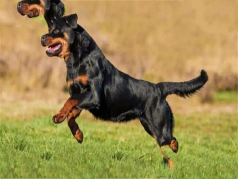 世界十大凶悍猛犬 高加索犬生存能力强，土佐斗犬被多国禁养