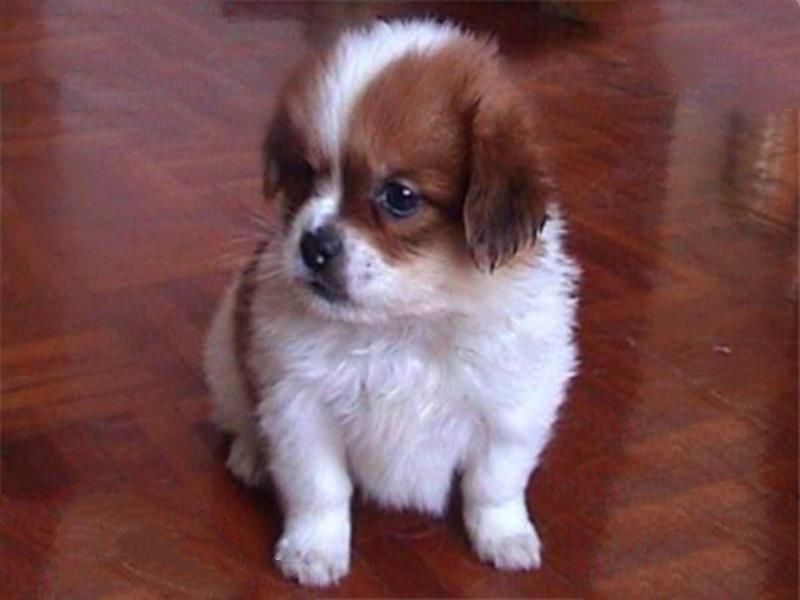 世界十大名犬智商排名 边境牧羊犬智商等同于八岁小孩