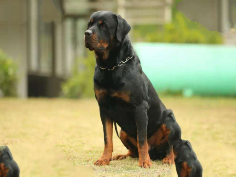 世界最聪明的十大名犬 贵宾排第二，拉布拉多仅第七