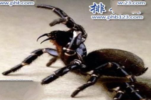世界上十大最危险动物 第一名可能就在你身边