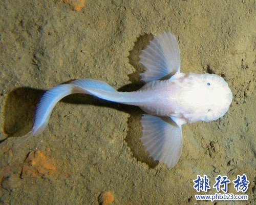 世界上最长的海沟,秘鲁-智利海沟是最长的海沟（全长5900千米）