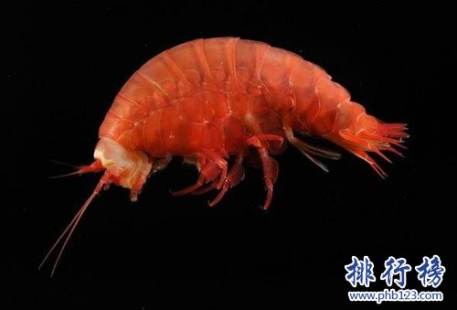 世界上最长的海沟,秘鲁-智利海沟是最长的海沟（全长5900千米）