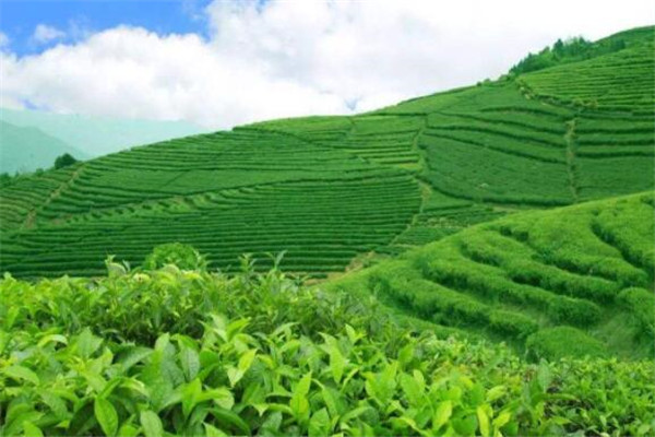 世界饮茶十大国家 巴基斯坦上榜，第一不是中国