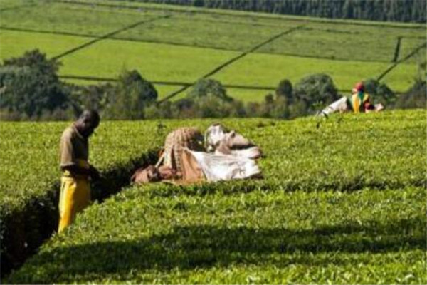世界饮茶十大国家 巴基斯坦上榜，第一不是中国