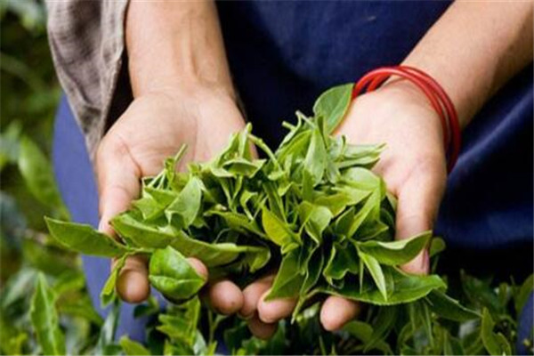 世界饮茶十大国家 巴基斯坦上榜，第一不是中国