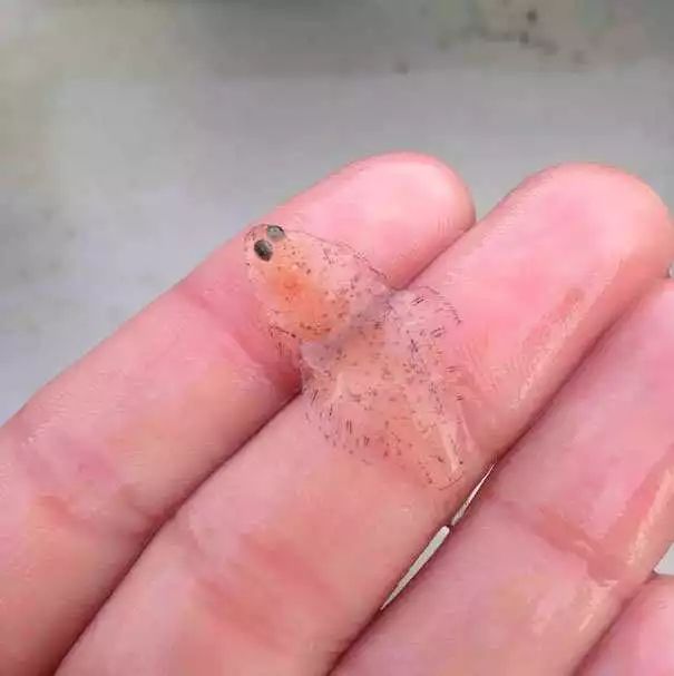 16种上帝忘了着色的透明动物，还能再神奇一点吗？