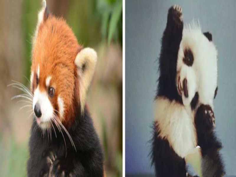大熊猫安全，小熊猫却快要没有了，可爱难道也是一种罪过？
