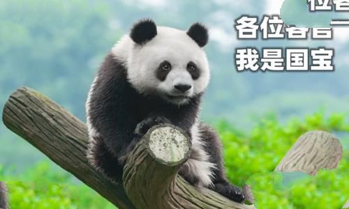 大熊猫为什么被视为中国的国宝