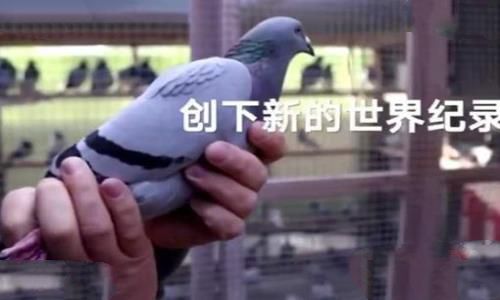 赛鸽是什么意思?最早起源什么时候 赛鸽是什么意思?最早起源什么时候