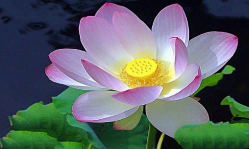 晨脂是什么?揭秘晨脂怎么采 晨脂是什么?揭秘晨脂怎么采