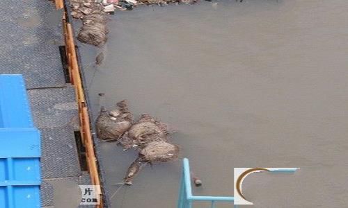 6500具浮尸溶于黄河被称“人身肉汤”