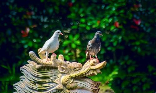 放鸽子的来历?失约为什么叫做放鸽子? 放鸽子的来历?失约为什么叫做放鸽子?