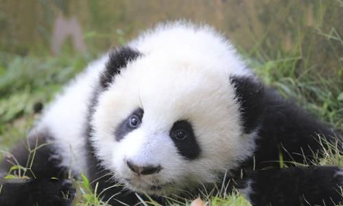 大熊猫为什么被视为中国的国宝