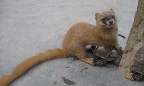 黄鼠狼为什么是黄大仙?黄大仙是什么意思?