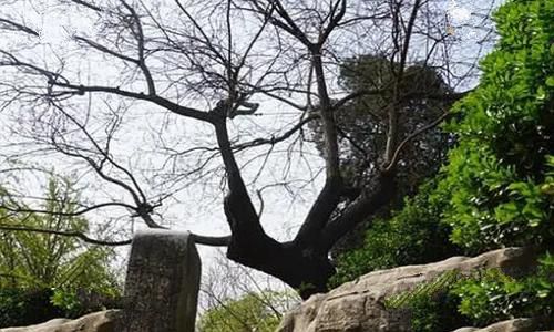 明朝崇祯皇帝吊死在什么山