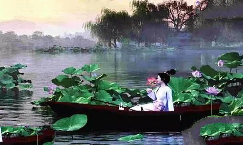 李清照的惊起一滩鸥鹭中的鸥鹭是什么动物?