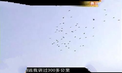 赛鸽是什么意思?最早起源什么时候 赛鸽是什么意思?最早起源什么时候