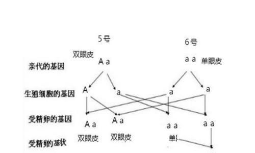 双眼皮的血统来源于哪个名族 中国人双眼皮是少数名族的血统吗