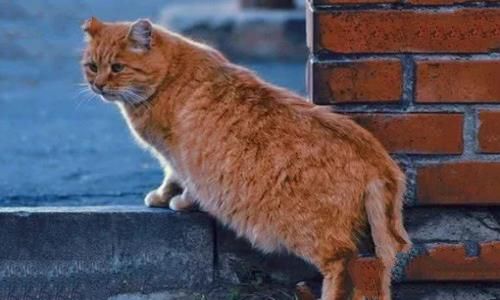 中国民间故事,猫儿桥的传说是什么? 中国民间故事,猫儿桥的传说是什么?