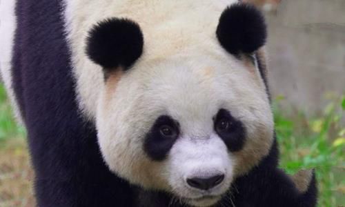大熊猫为什么被视为中国的国宝