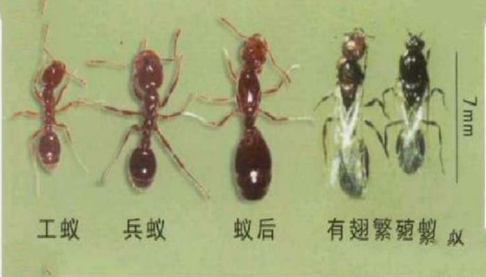 红火蚁是什么 红火蚁是外来入侵物种吗 红火蚁是什么 红火蚁是外来入侵物种吗