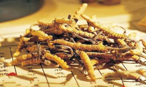 冬虫夏草是怎么形成过程?为何那么贵 冬虫夏草是怎么形成过程?为何那么贵