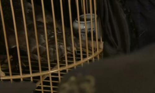 毙鹰事件是谁陷害八爷 毙鹰事件真相揭秘 毙鹰事件是谁陷害八爷 毙鹰事件真相揭秘