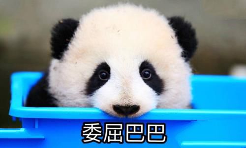 大熊猫为什么被视为中国的国宝