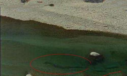 青海湖发现一条真龙是真的吗? 青海湖发现一条真龙是真的吗?