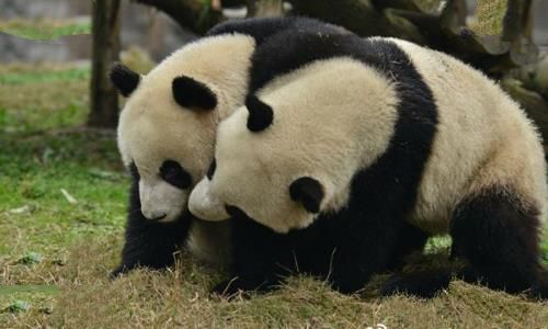 大熊猫为什么被视为中国的国宝