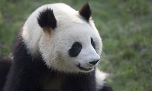 大熊猫为什么被视为中国的国宝