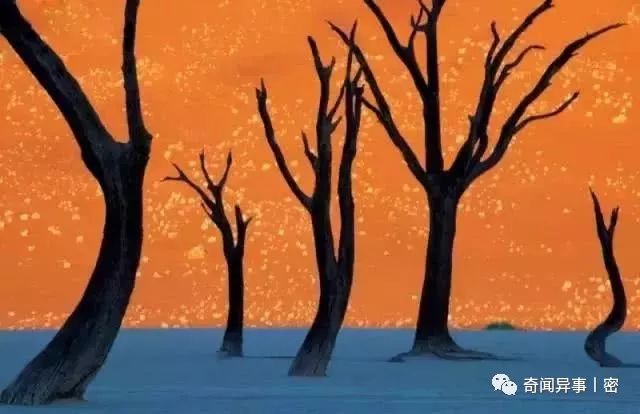 盘点世界上最硬的五种生物